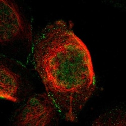 CTXN1 Antibody, Novus Biologicals 25 &mu;L, Unlabeled:Antibodies, Polyclonal